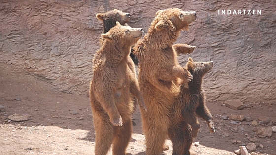 Indartzen. Conclusiones Curso