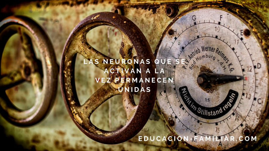 Rueda de la Conciencia. Daniel J. Siegel